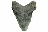 Fossil Megalodon Tooth - South Carolina #362433-2